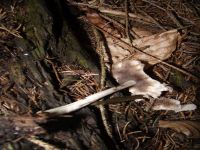 Behangener Faserling